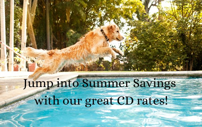Jump into Summer Savings with our great CD rates! Dog jumping into pool.